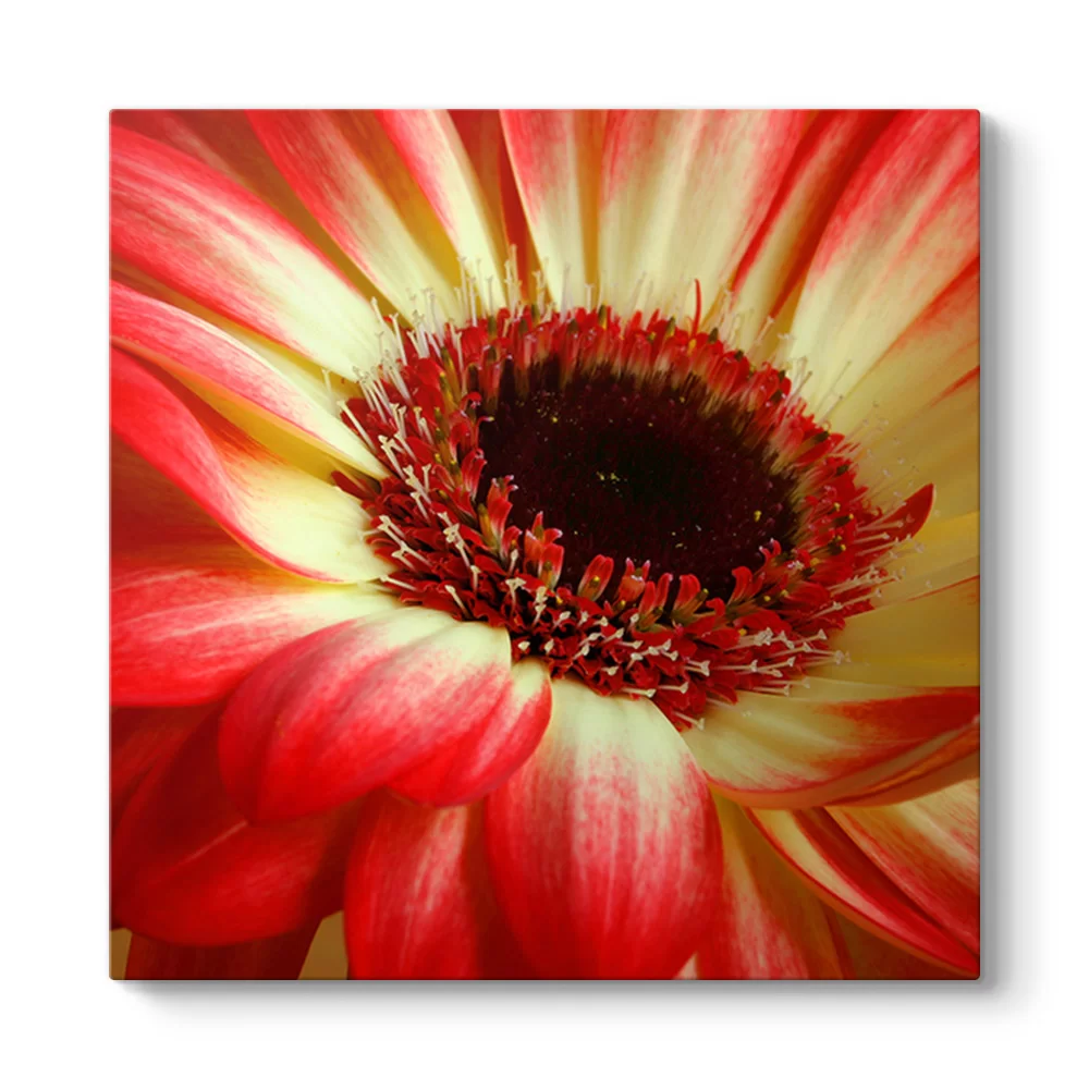 Kırmızı Gerbera Çiçeği Tablosu - Model 3